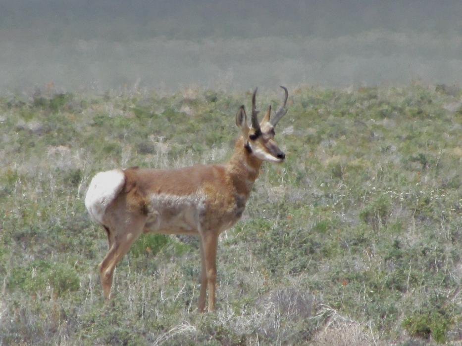 Pronghorn Antelope. Photo by Elaine Quilici