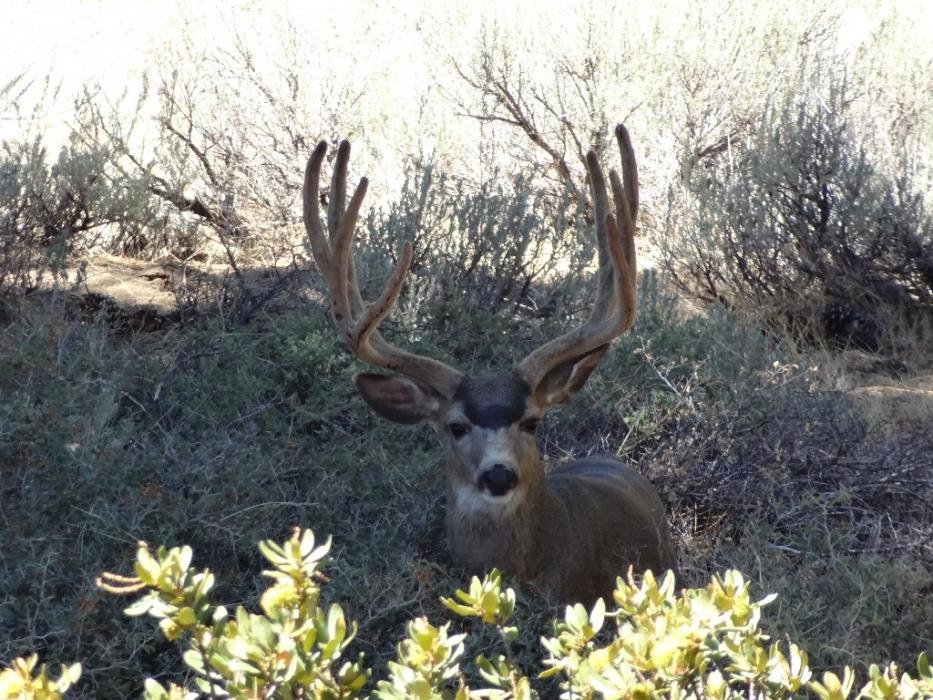 Mule Deer. Photo by Elaine Quilici