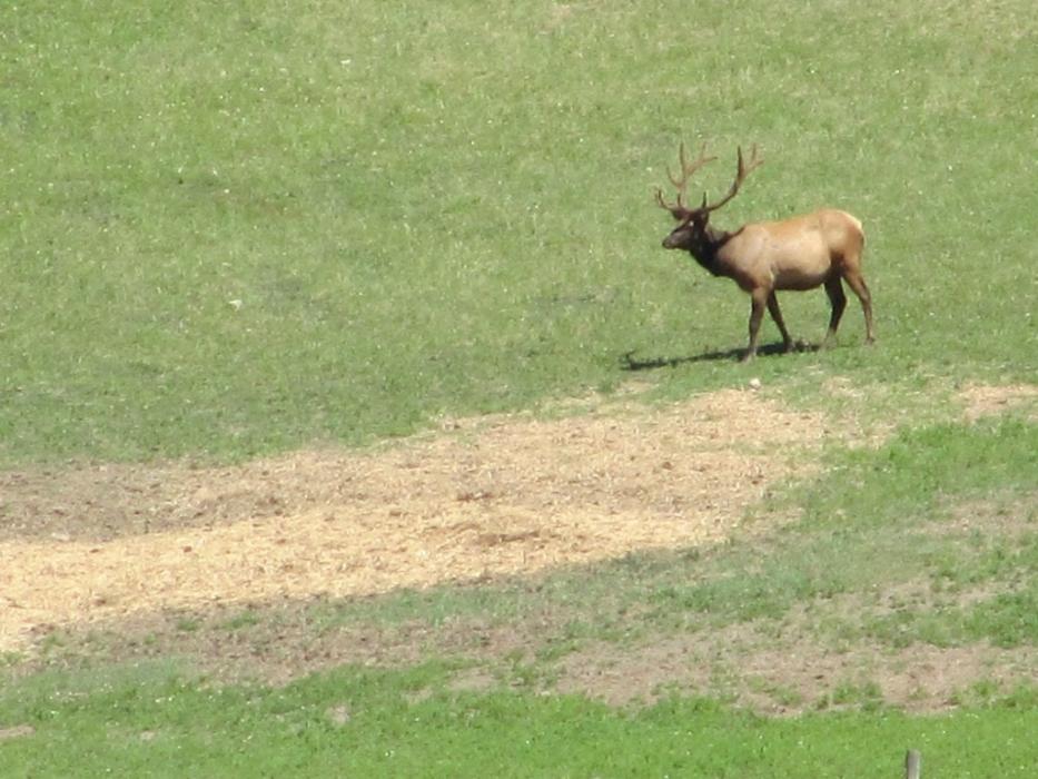 Rocky Mountain Elk.  Photo by Elaine Quilici