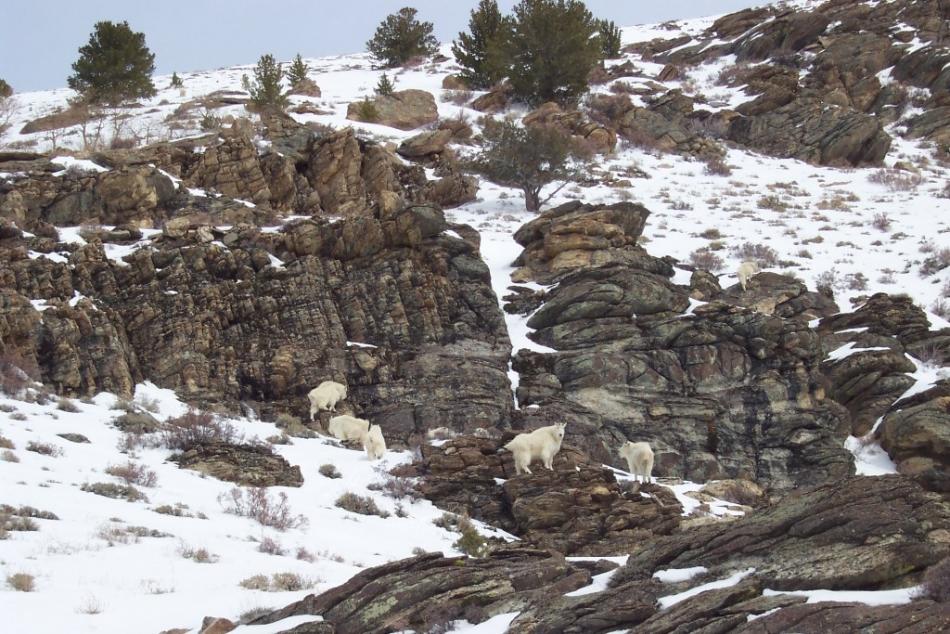 Rocky Mountain Goats.