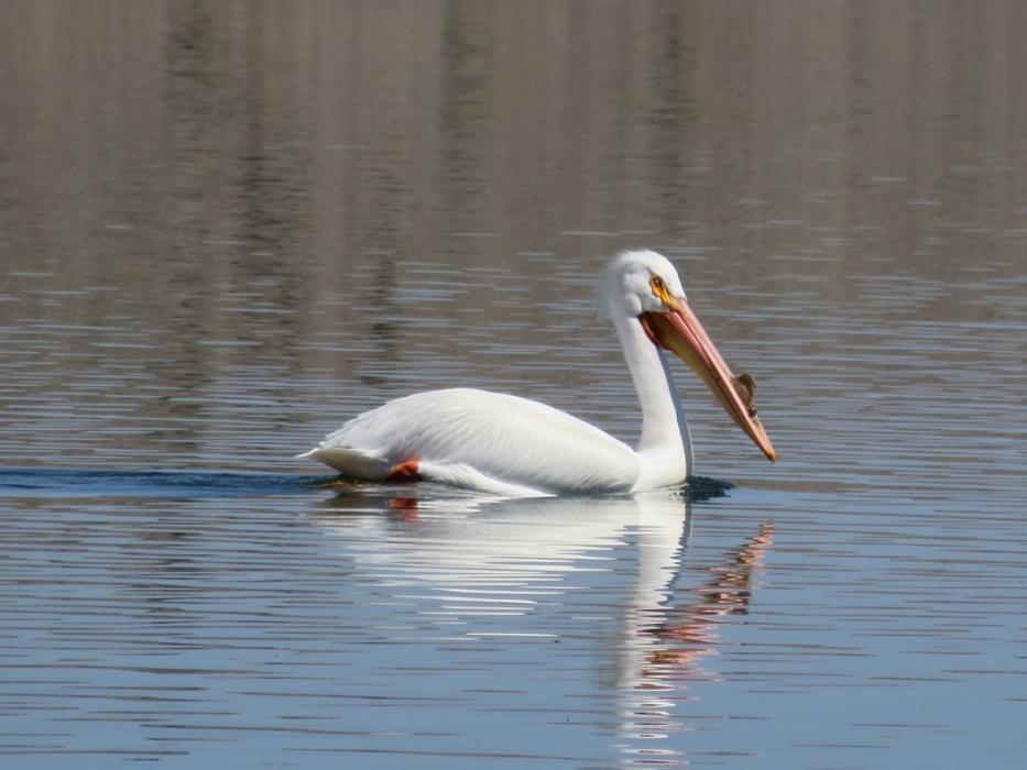 One of the many Pelicans at the reservoir. Photo by Elaine Quilici
