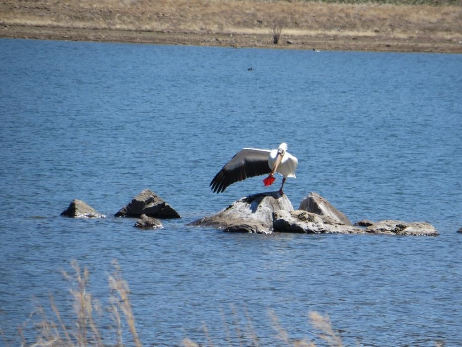 Look Ma, I can stand on one leg. Photo by Elaine Quilici