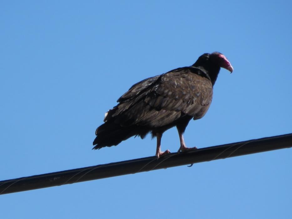 A scavenger bird near Woodfords, California.  Photo by Elaine Quilici