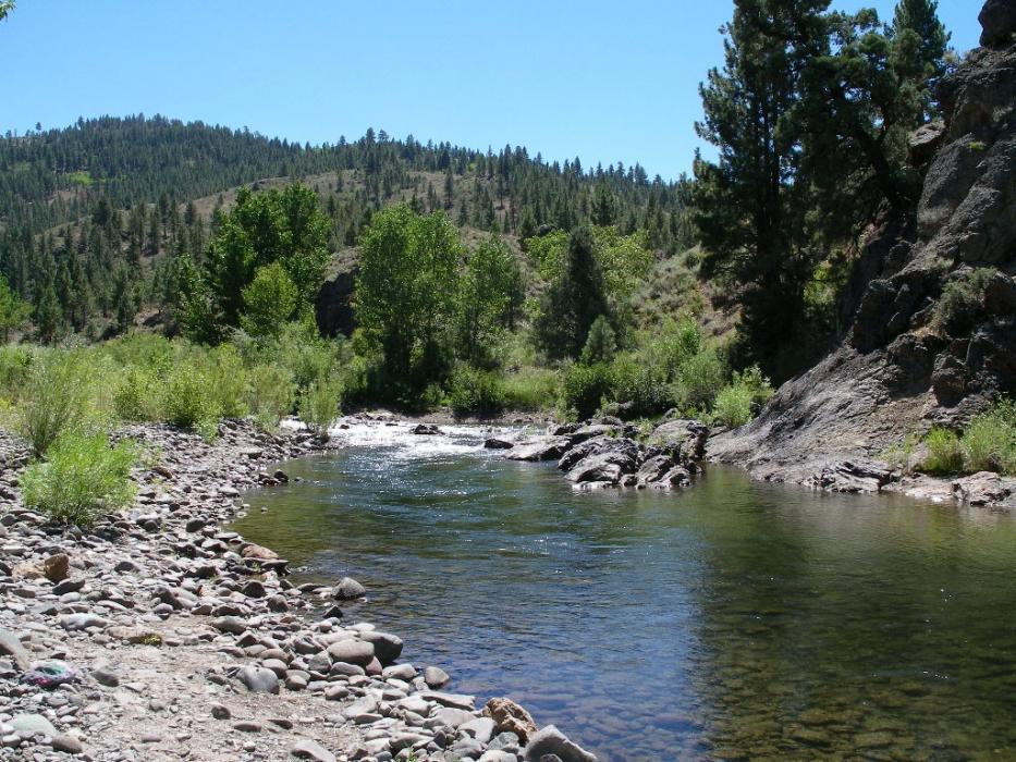 East Carson River near the Carson River Resort. Photo by Elaine Quilici