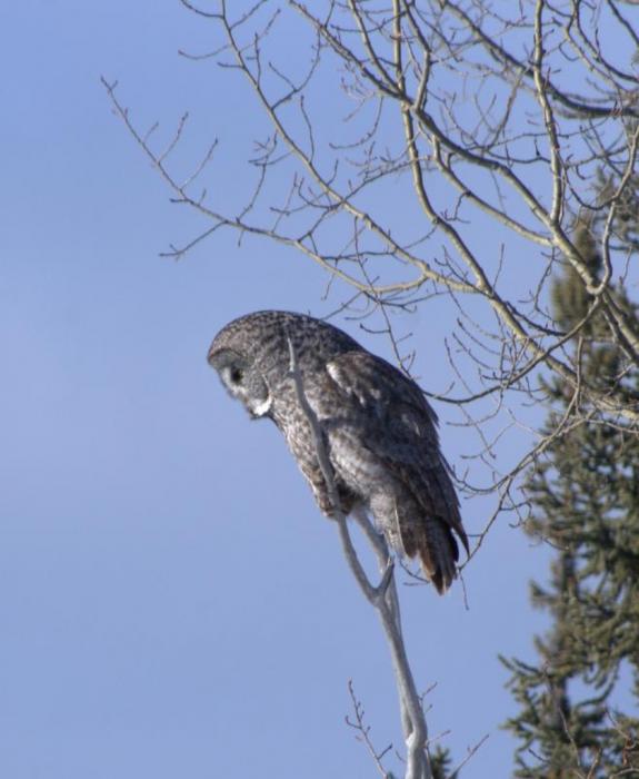 An owl carefully looking for dinner.  Photo courtesy of Susan Drury