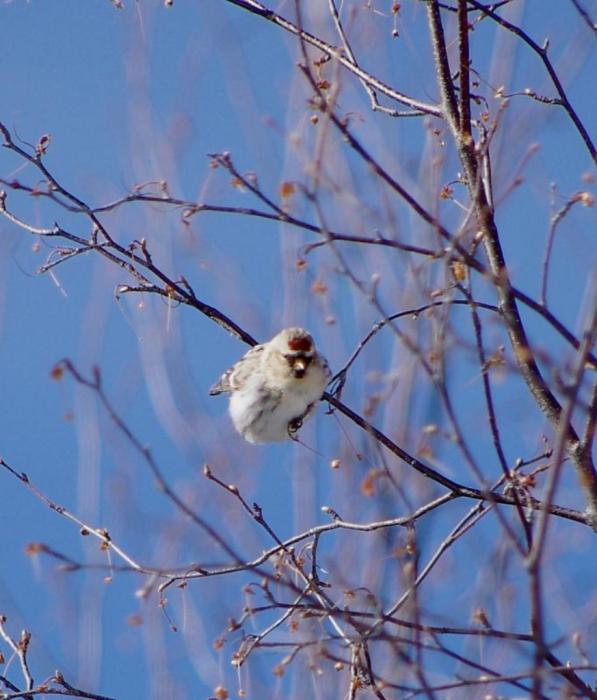 Balancing on a small tree branch.  Photo courtesy of Susan Drury