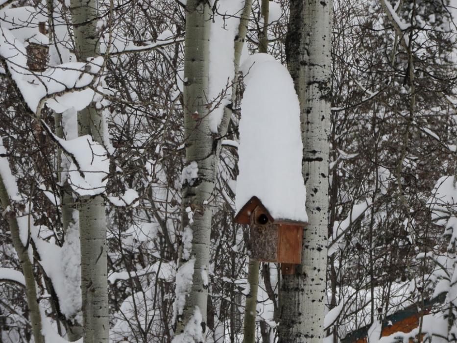 A snow covered birdhouse in the Drury's backyard. Photo courtesy of Susan Drury