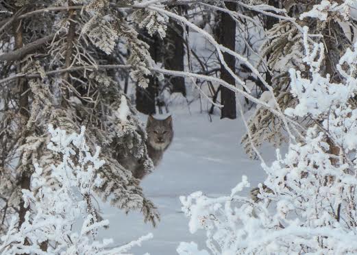 A Canadian Lynx carefully watches the photographer.  Photo courtesy of Susan Drury