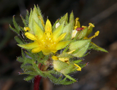 Photo by Steve Matson, Calflora