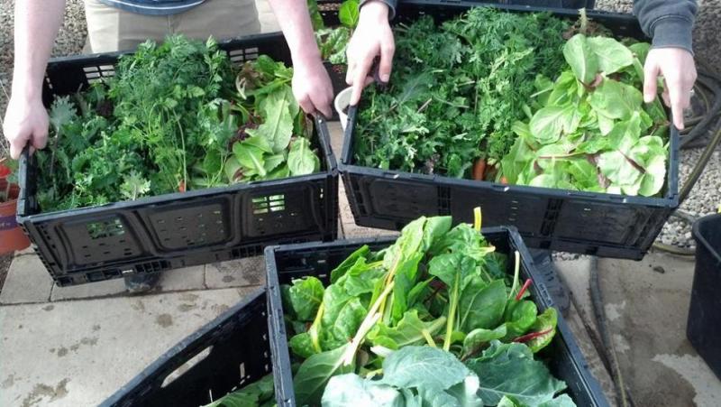 Last year more than 4,000 pounds of produce was donated to Carson City area nonprofit organizations.