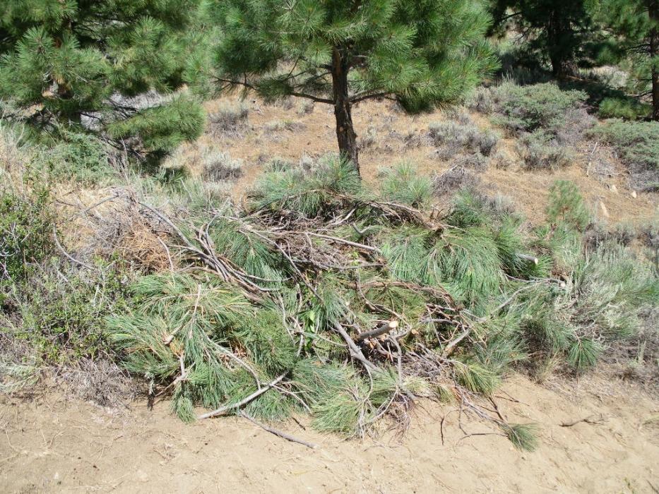 A pile of tree branches and sagebrush ready to be removed. Photo by Don Quilici