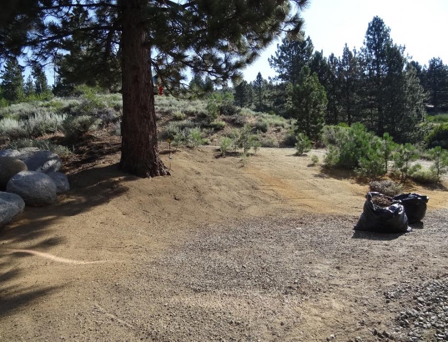 Clearing the area under a large pine tree. Photo by Elaine Quilici