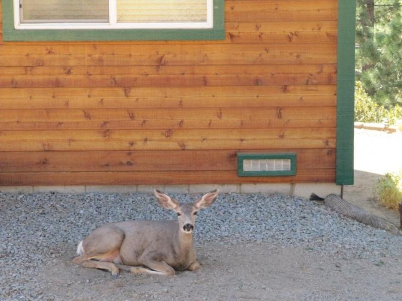 A visitor to the cabin, enjoying the shade in a cleared area.  Photo by Elaine Quilici