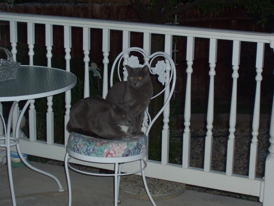 Found injured cat Dora
