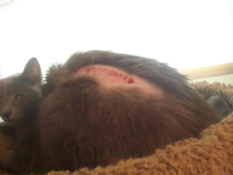 Grey 1 year old female.  Hurt