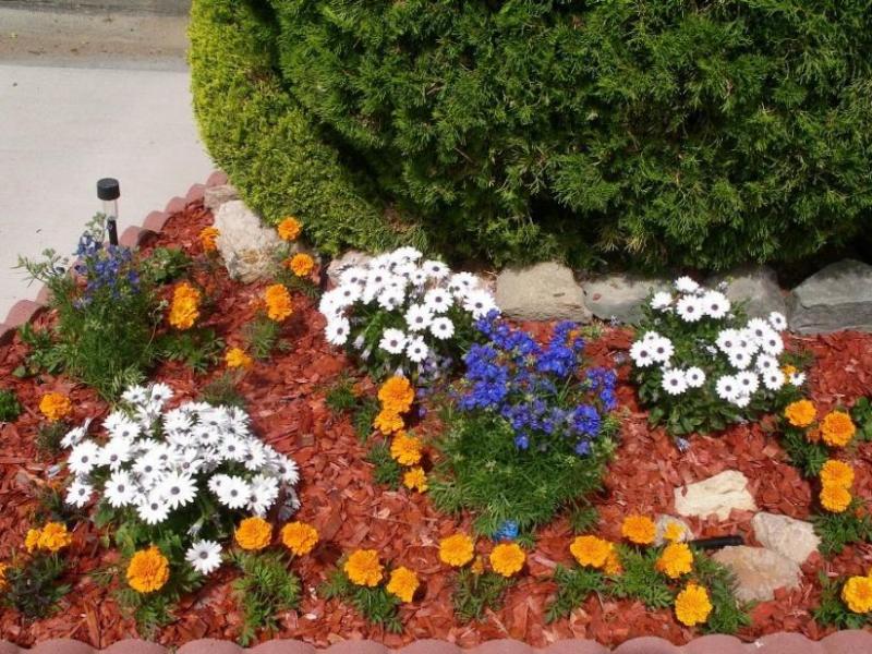 One of Elaine's five, brand new flower beds. Photo by Don Quilici