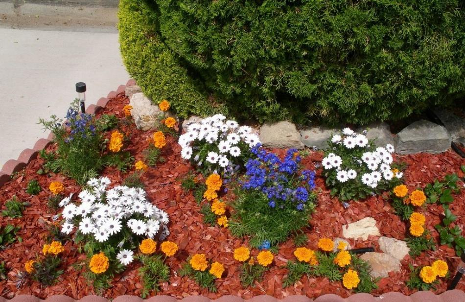 One of Elaine's five, brand new flower beds. Photo by Don Quilici