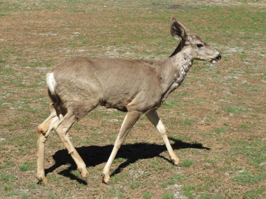 Could this be the hungry visitor? Photo by Elaine Quilici
