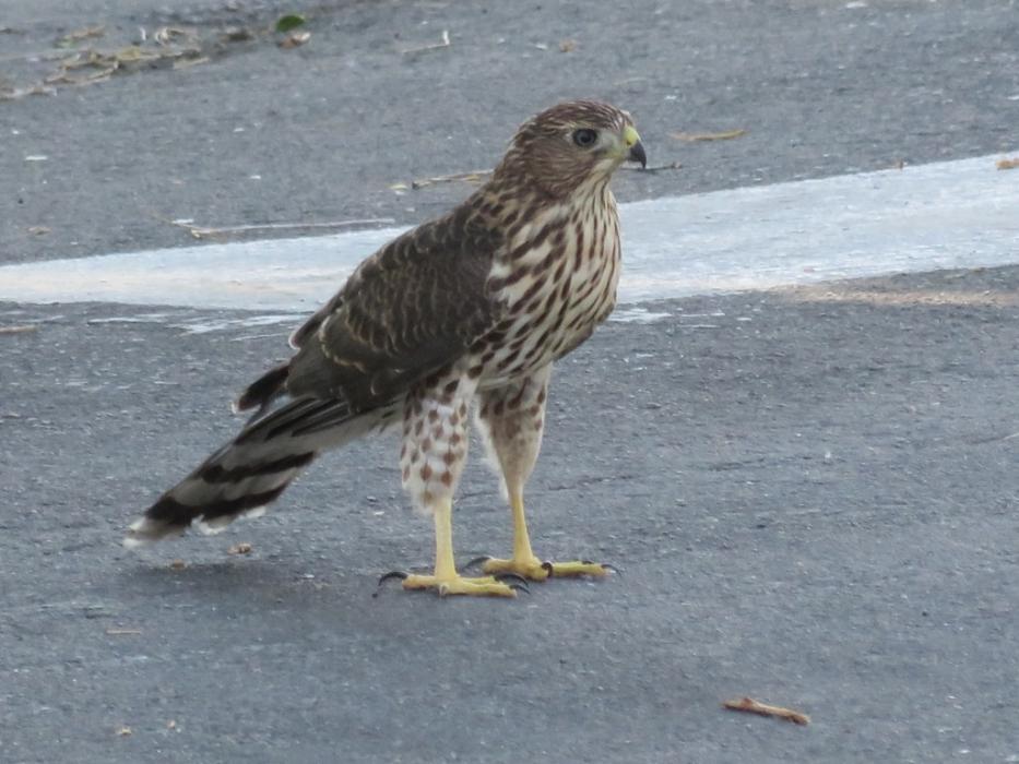 A Cooper's Hawk stands by a bird's leg bone. Photo by Elaine Quilici