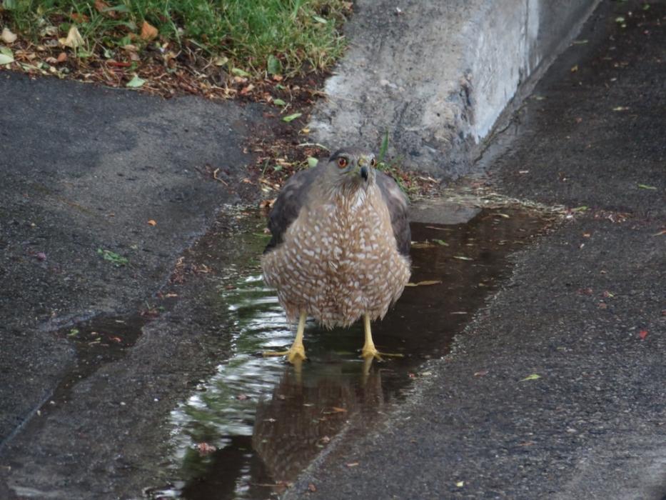 Taking a bath. Photo by Elaine Quilici