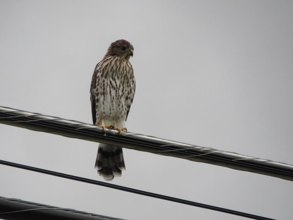 Watching for food. Photo by Elaine Quilici
