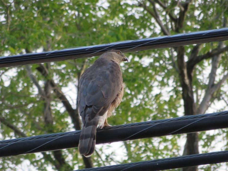 Another hawk waiting for dinner. Photo by Elaine Quilici