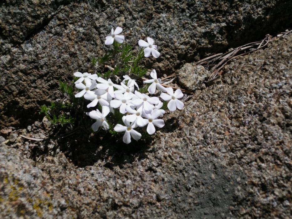 Spreading Phlox.  Photo by Elaine Quilici