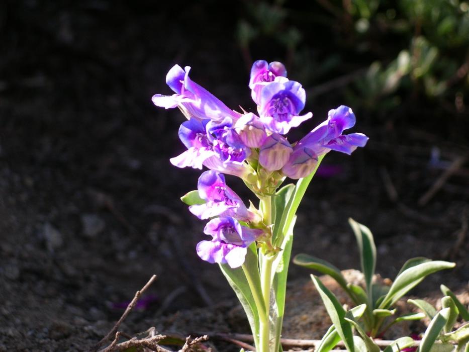 Wild Iris. Photo by Elaine Quilici