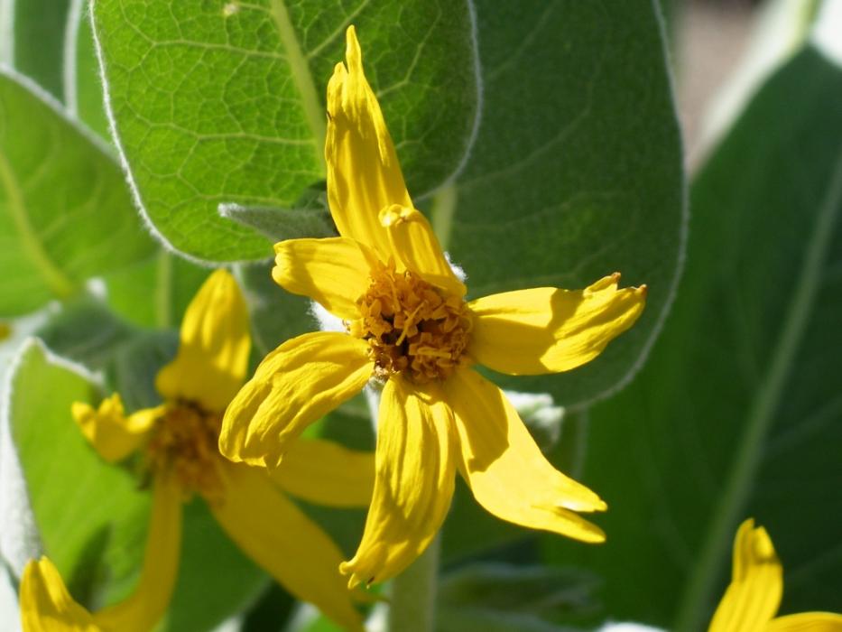 The flower of a Mule Ear Plant. Photo by Elaine Quilici