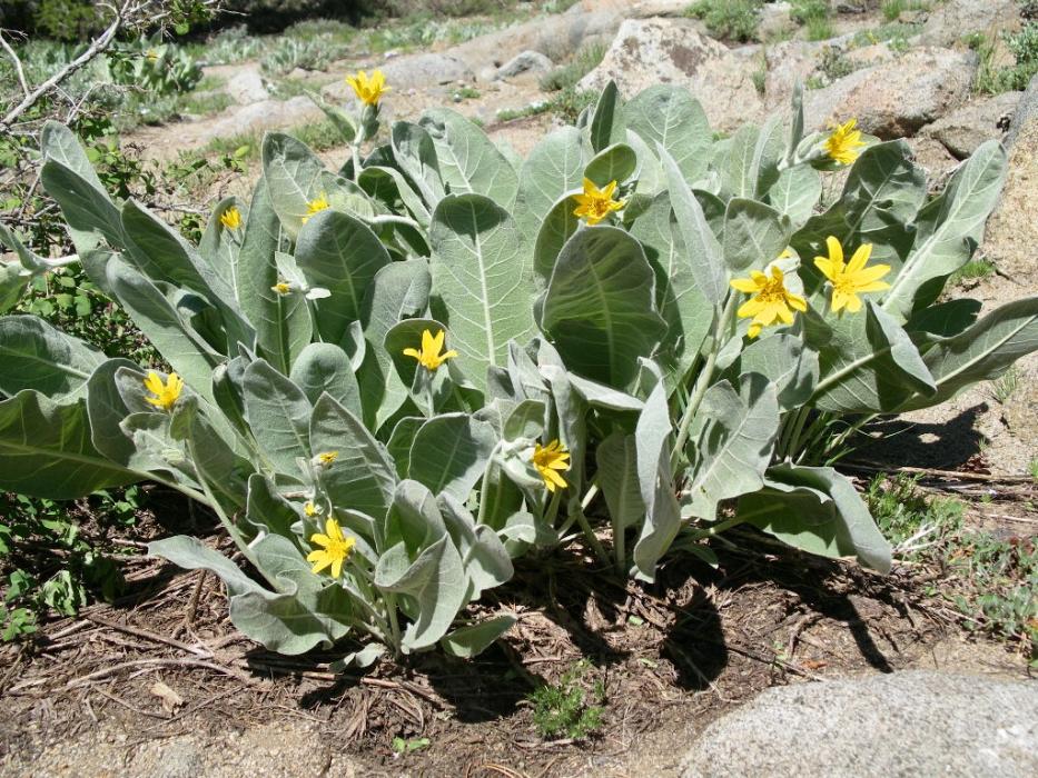 A cluster of Mule Ear Plants.  Photo by Elaine Quilici