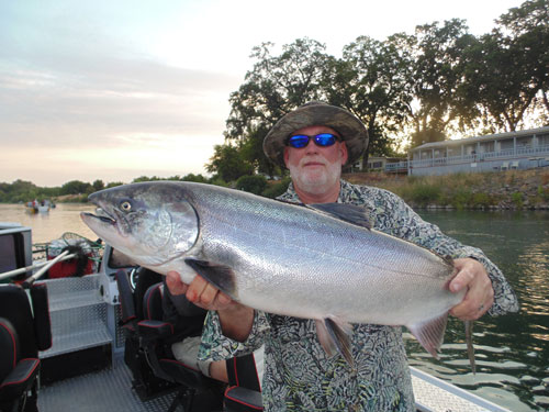 Another nice King Salmon caught in the Sacramento River. Photo courtesy of outdooradventures@sacriverguide.com