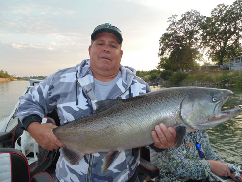 A nice King Salmon caught in the Sacramento River. Photo courtesy of outdooradventures@sacriverguide.com