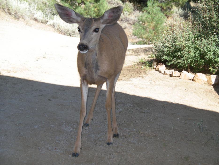 The doe that sniffed the back of Elaine's neck. Photo by Don Quilici