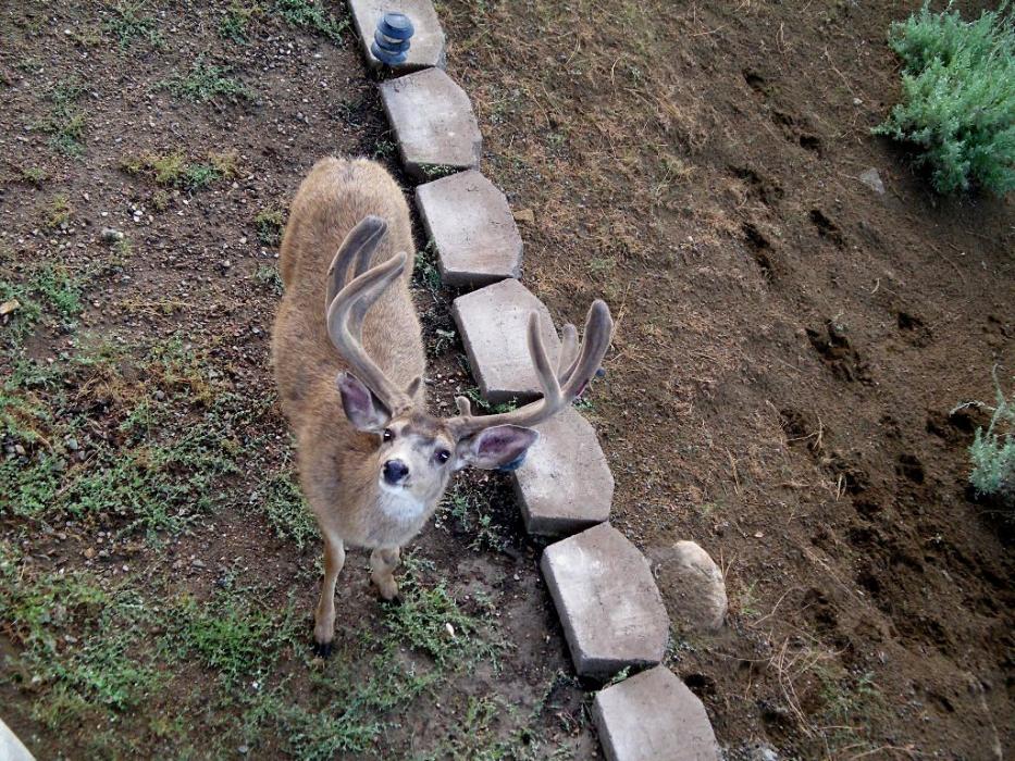 The buck with the crooked left front leg.  Photo by Elaine Quilici