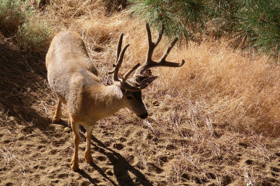 A 5x4 buck below the deck. Photo by Elaine Quilici