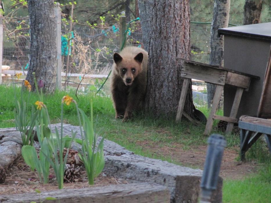 Black Bear at a neighbor's cabin.  Photo by Elaine Quilici