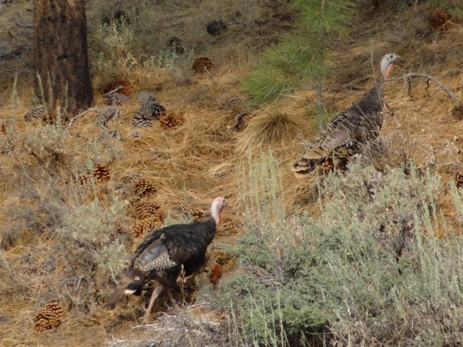 Wild Turkeys. Photo by Elaine Quilici