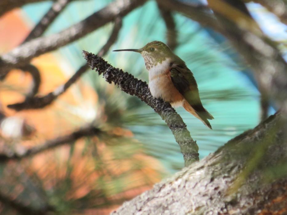 Hummingbird. Photo by Elaine Quilici