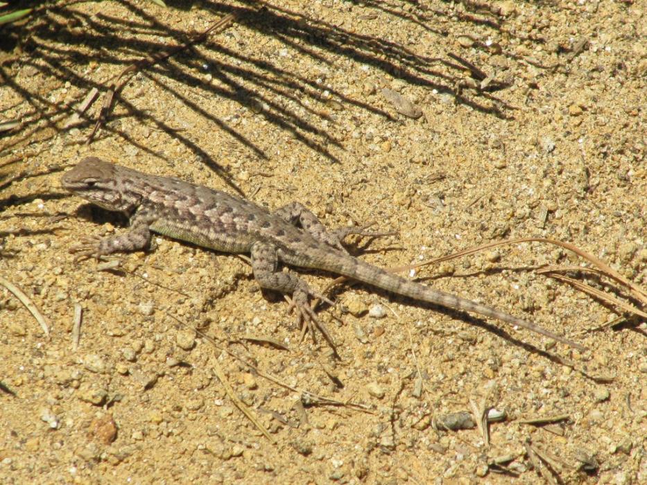 Lizard. Photo by Elaine Quilici