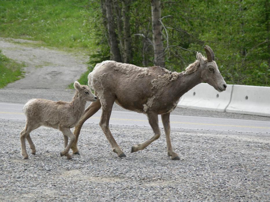 Lamb and mom in British Columbia, Canada. Photo by Elaine Quilici