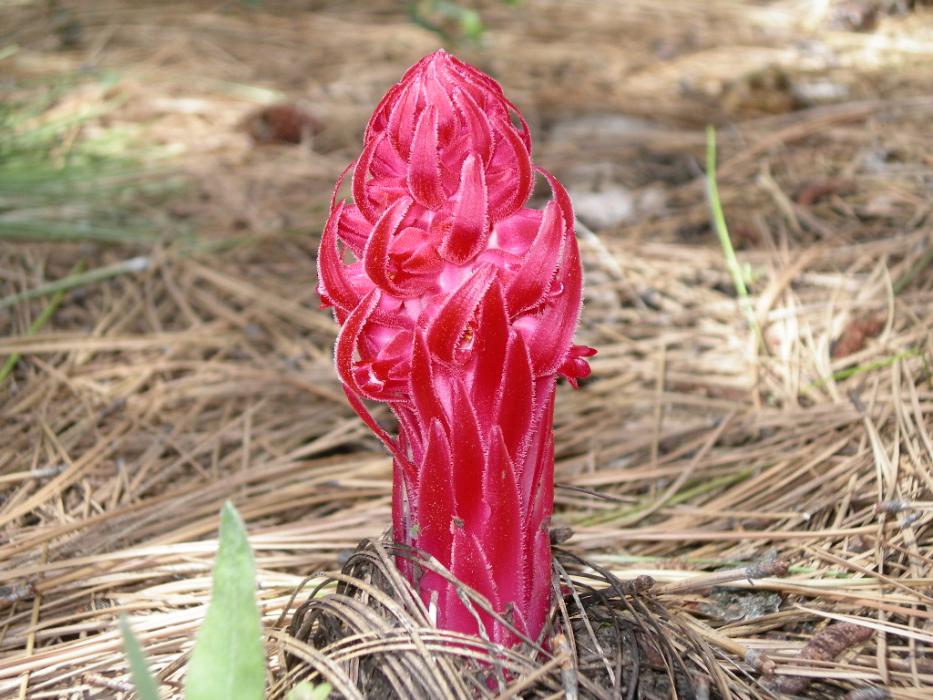 California Snow Plant at Davis Lake, California.  Photo by Elaine Quilici