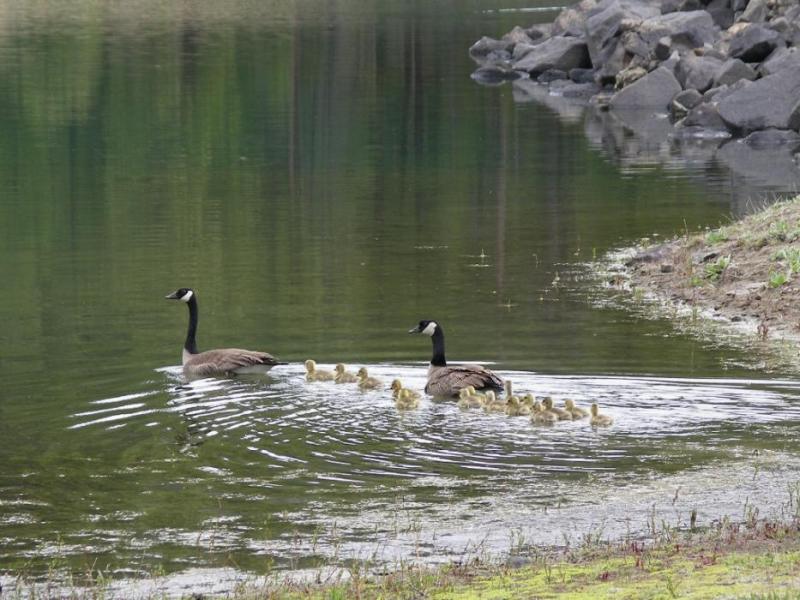 Mom, dad and the youngsters. Photo by Elaine Quilici