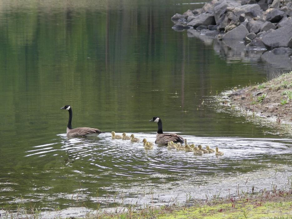 Mom, dad and the youngsters. Photo by Elaine Quilici
