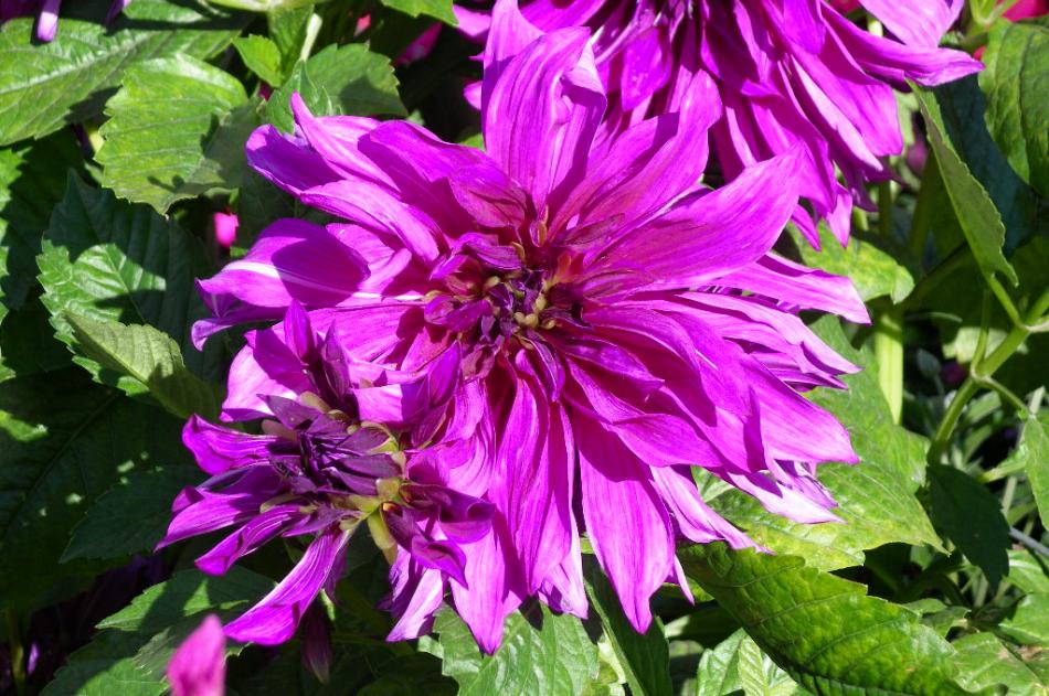 Elaine's favorite flower photo.  Photo by Elaine Quilici