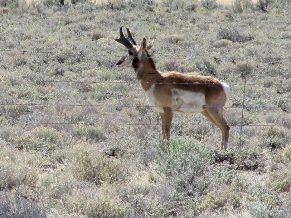 Antelope near Eureka, Nevada. Photo by Elaine Quilici