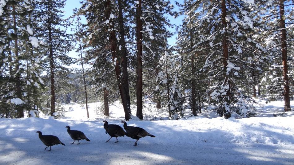 Wild turkeys on New Year's Eve.  Photo by Elaine Quilici