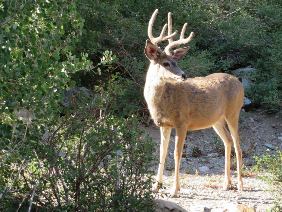 A surprise visitor to Cabin No. 07. Photo by Elaine Quilici