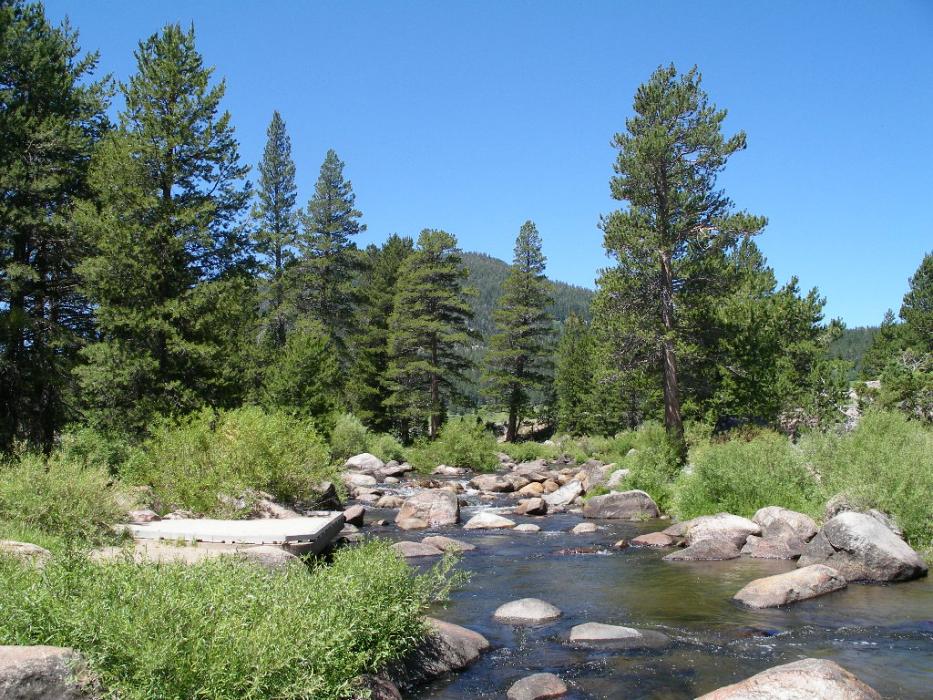 West Carson River, last year. Photo by Elaine Quilici