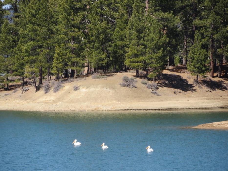 Davis Lake, August this year. Photo by Elaine Quilici