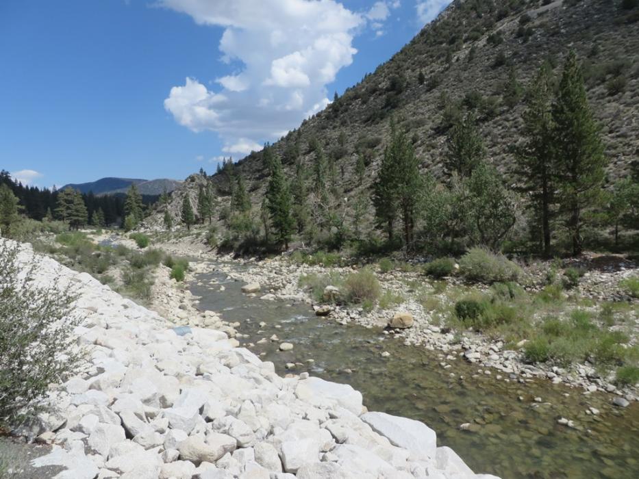 West Walker River, August this year.  Photo by Elaine Quilici